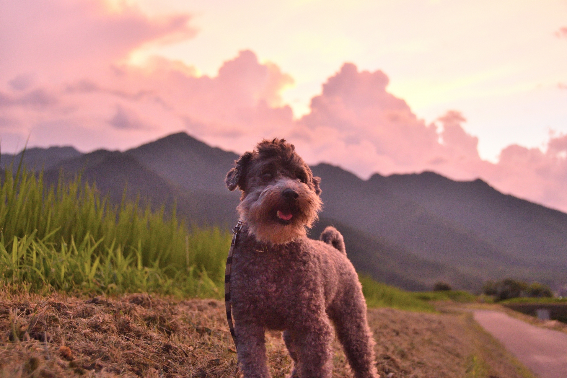 ペットを火葬場に「持ち込み」する場合