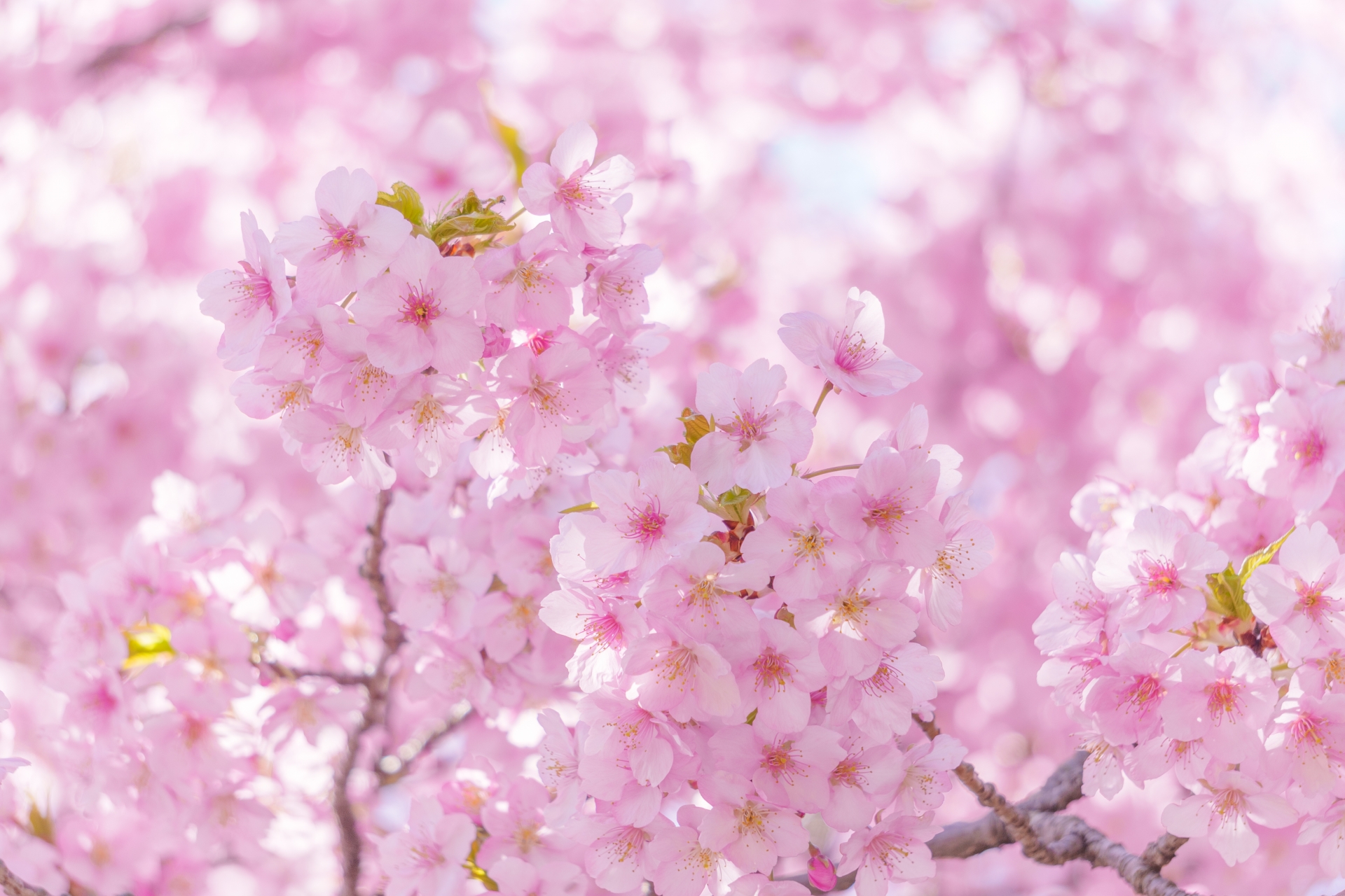 シンボルツリーと植栽の考え方