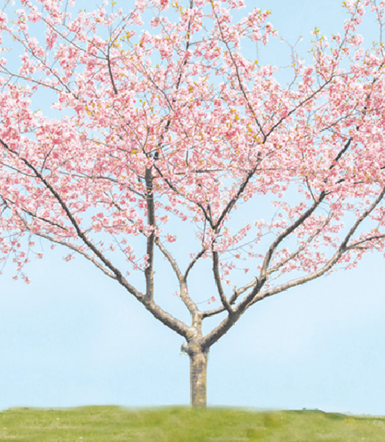 樹木葬 桜
