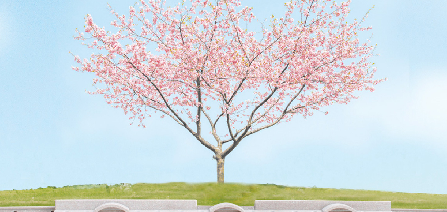 樹木葬 桜
